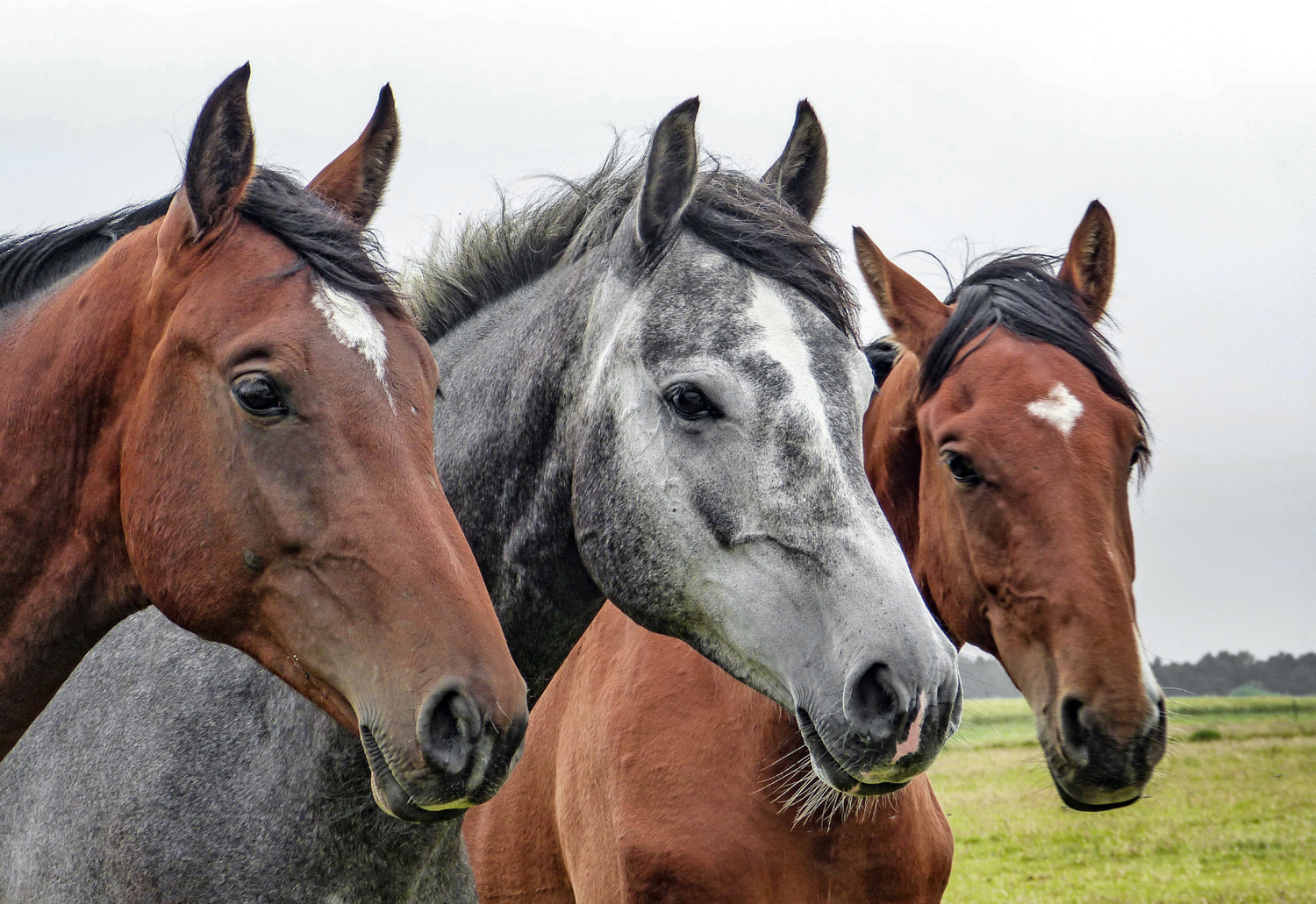 Lila & Louu - Für eine optimale Pferdegesundheit