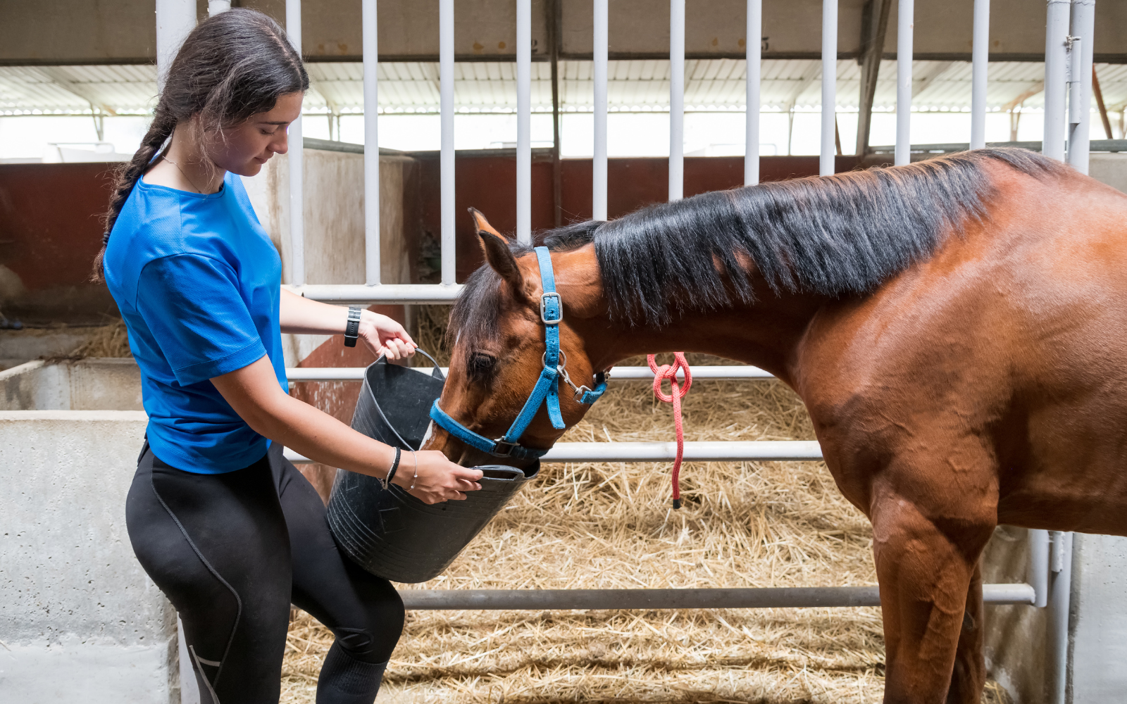 Lila & Louu - Für eine optimale Pferdegesundheit