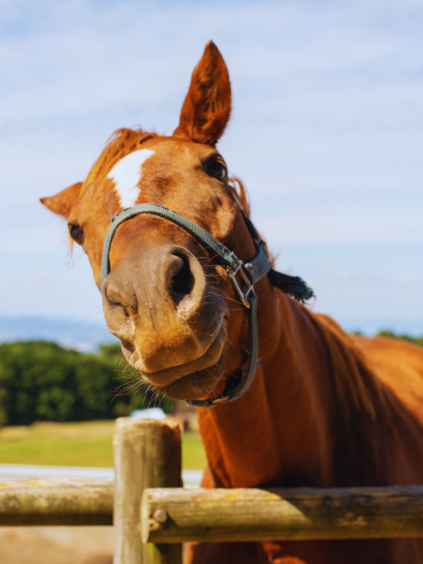 Lila & Louu - Für eine optimale Pferdegesundheit
